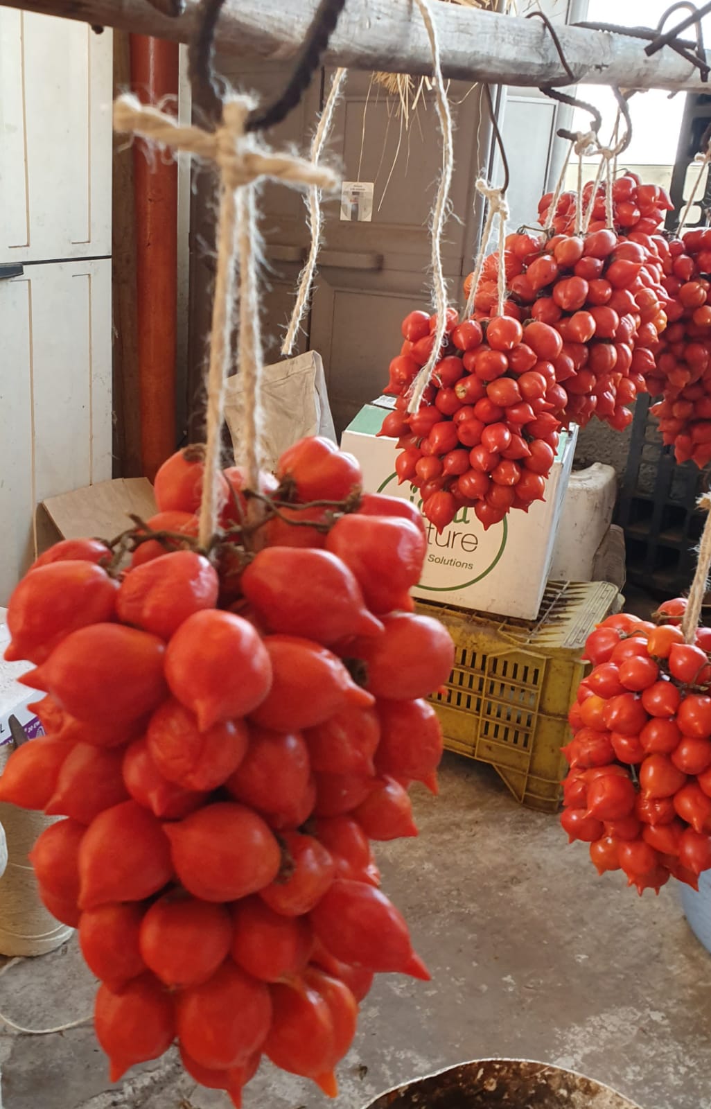 The Pomodorino del Piennolo del Vesuvio DOP